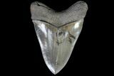 Serrated, Megalodon Tooth - Collector Quality! #76967-2